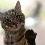 sentiments chez le chat